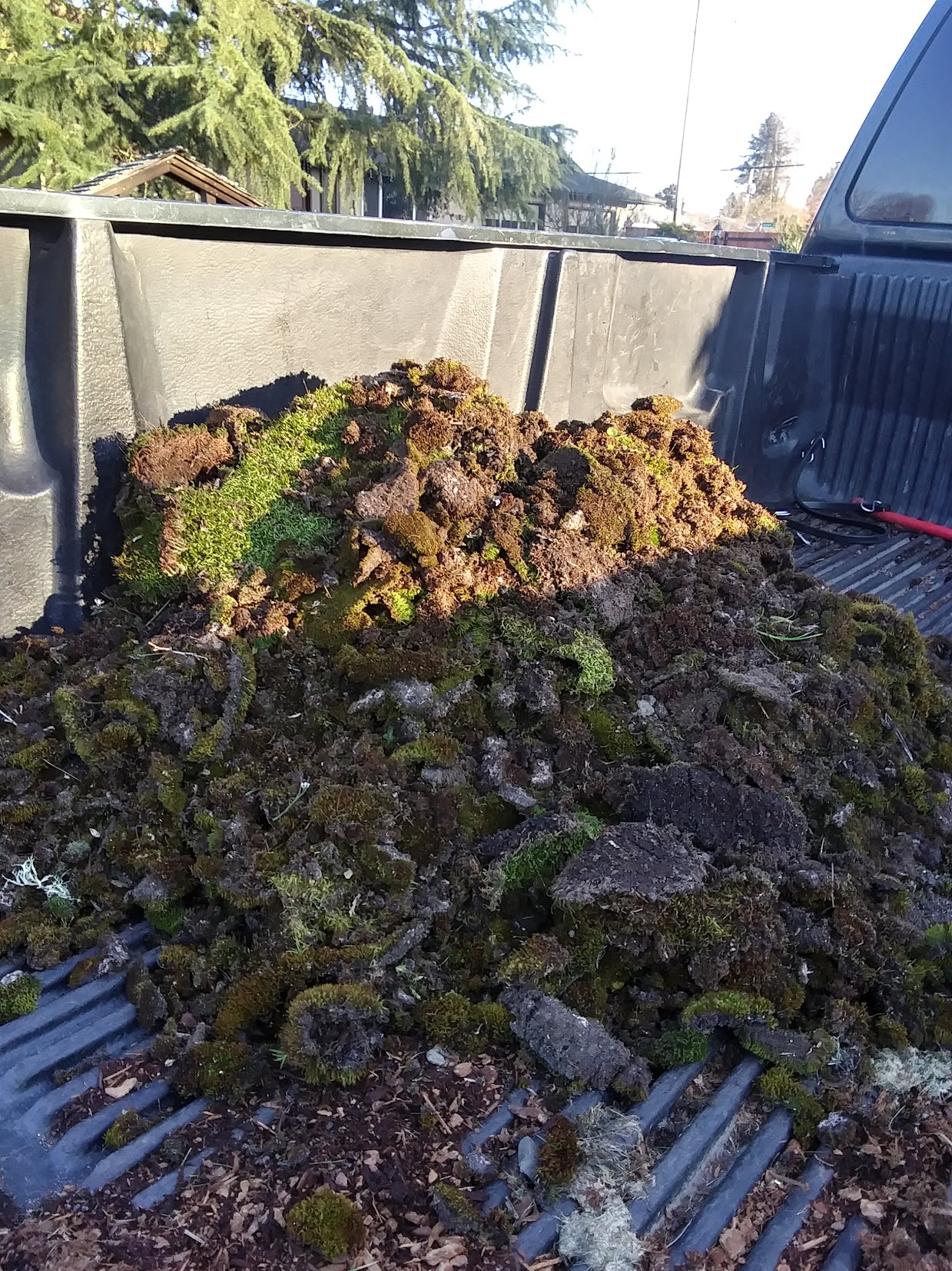 Moss-free roof after professional cleaning in Eugene, OR